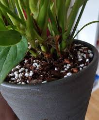 If you live in a hot area, water about once every 2 to 3 days; How Often To Water Anthuriums A Practical Guide Garden For Indoor