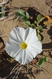 Image result for Ipomoea stolonifera