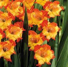 Gladiolus Firecracker I Got Some Of These At Lowe S And They Grew Beautiful Deep Red Blossoms Not What I Wanted But Awful Gladiolus Red Blossoms Rhizome
