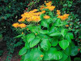 Image result for Inula mannii