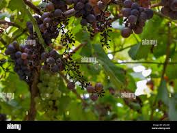 Image result for peronospora grapevine