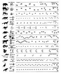 Grundschule tierspuren rätsel arbeitsblatt / arbeitsblatt rätsel zum thema temperatur und thermometer. Ratsel Tierspuren Skifahren Irmi Die Ratselbiene Kw 0511 Ratsel Mit Tierspuren Im Schnee Naturwissenschaft Lernspiele Vorschule Wald Nacht Lernen Tiere Basteln Decorados De Unas