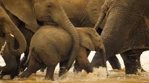 Baby elephant having a bath, elephant, elephant videos, funny animal videos, funny videos , elephant funny videos , wild life , wild animals , animal videos. Baby Elephant Stock Footage Royalty Free Stock Videos Pond5