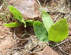Image result for Dichapetalum edule