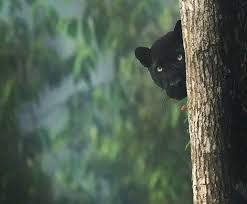 Thalia.de has been visited by 100k+ users in the past month Black Panther Found In India Looks Like Same From Jungle Book Movie Pics