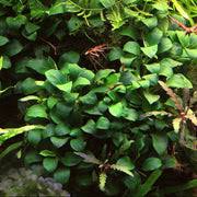 Image result for Astropanax barteri