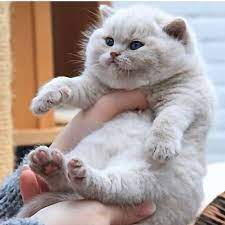 patipuf net su instagram tospik beni takip et patipufnet from unkown kedi kedicik tatli yavrukedi k cat quotes funny bad cats cats