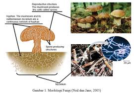Check spelling or type a new query. Kingdom Fungi Klasifikasi Jamur Contoh Ciri Dan Struktur