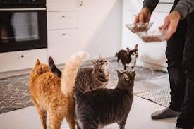 Many responsible animal rescuers have dozens of animals while keeping them clean, well fed, healthy, and appropriately sheltered. Quality Over Quantity How Many Pets Is Too Many The Whole Pet Vet Hospital And Wellness Center