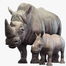 Rhino Family 3d Turbosquid 1372518 In 2020 3d Model Animation Rhino