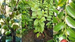 Pokok bidara berduri vs pokok bidara tidak berduri perawatan. Rahsia Khasiat Daun Bidara Yang Ramai Orang Tak Tahu Patutlah Dalam Perubatan Islam Digunakan Untuk Halau Jin Kartel Dakwah