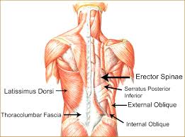 As you can see, there are also have a spine of scapula deltoid, triceps brachii, latissimus dorsi. Lower Back Anatomy Pictures Koibana Info Lower Back Muscles Anatomy Muscle Diagram Back Muscles