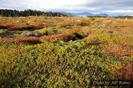 Image result for Cyphostemma lynesii