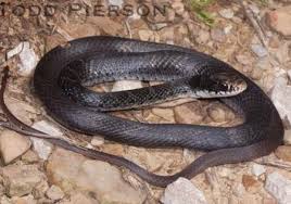 A white belly and chin; North American Black Racer Coluber Constrictor Kentucky Snake Identification