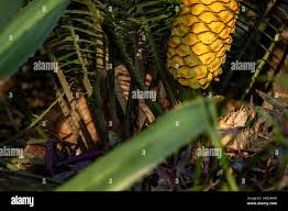 Image result for Encephalartos villosus