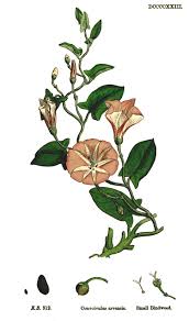 Image result for Convolvulus farinosus
