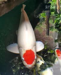 Duta koi sejahtera merupakan agen jual ikan koi murah berkualitas dari berbagai jenis dan berkualitas. Jual Ikan Koi Murah Jual Ikan Koi Kualitas Juara Harga Ikan Koi Paling Murah