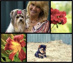 In addition, regular brushing is required of their long. W B Yorkies Biewers