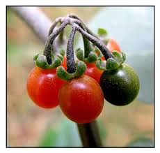 Image result for Solanum memphiticum