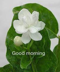 Pin By Priyanka Satam On Good Morning Fragrant Plant Fragrant Flowers Jasminum Sambac