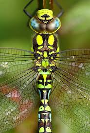 Black Book Winds Of Change Bug Ink Book Dragonfly Beautiful Bugs Dragon Flys