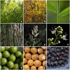 Image result for Sapindus saponaria