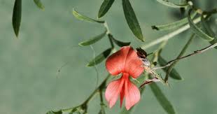 Image result for Indigofera mimosoides