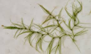Image result for Najas graminea
