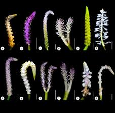 Image result for Aponogeton desertorum