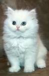 Persian white kitten with blue eyes!