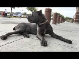 How To Potty Train Your Cane Corso Puppy Help House Training Your Cane Corso Youtube Cane Corso Puppies Cane Corso Dog Trainer