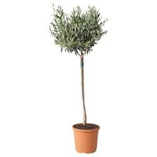 Olea Europaea Ruukkukasvi Oliivipuu Runko Ikea Olivtrad Krukvaxter Vaxter