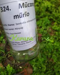 Image result for Deinbollia kilimandscharica