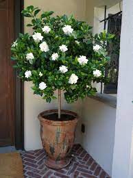 Double Blooming Gardenia Tree Gardenia Trees Patio Plants Potted Trees