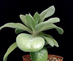 Image result for Kleinia fulgens