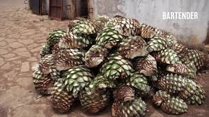 We did not find results for: The Cheat Sheet How Is Tequila Made Youtube