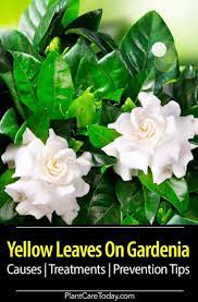 Yellow Leaves On Gardenia Causes Treatments Prevention Tips Gardenia Plant Yellow Plants Yellow Leaves On Plants