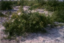 Image result for Salvadora australis