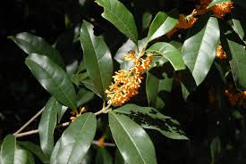 Check spelling or type a new query. Osmanthus Fragrans Fragrant Tea Olive Sweet Osmanthus Tea Olive North Carolina Extension Gardener Plant Toolbox