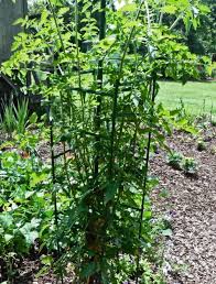 How to peel, and 6 ways to eat the fruit amd cook with it. Tomato Plant Tall But No Fruit Cromalinsupport