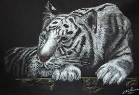 Are you searching for white tiger png images or vector? White Tiger Resting Drawing By Lesley Vallance