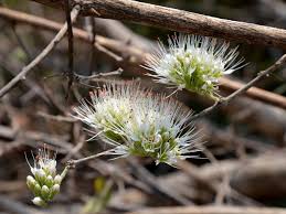Image result for Combretum mossambicense