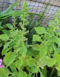 Image result for Aeollanthus