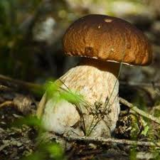 Steinpilz Pilze Pflanzen Geniessbare Pilze