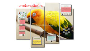 นกหกใหญ่หรือ นกแก้วฟ้า เป็นนกพวกนกแก้วพางสั้น(รูปร่างคล้าย อเมซอน)อีกชนิดหนึ่งบองประเทศไทย จัดเป็นสัตว์ป่าคุ้มครอง ตาม. à¸™à¸à¹à¸ à¸§à¸ªà¸²à¸¢à¸ž à¸™à¸˜ à¹„à¸—à¸¢ By Lin Nontasorn