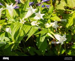 Image result for Gentiana asclepiadea alba