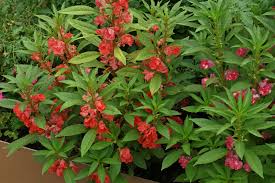 Image result for Impatiens balsamina