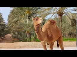 Cyclist meets family of skunks. What Sound Does A Camel Make Animal Sounds Camel Sounds Youtube