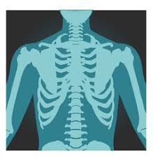 Broken ribs are most commonly caused by direct impacts — such as those from motor vehicle accidents, falls, child abuse or contact sports. Human Ribs Vector Images Over 2 300
