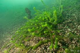 Image result for Lagarosiphon major